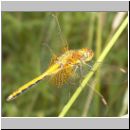 Sympetrum flaveolum - Gefleckte Heidelibelle m06.jpg